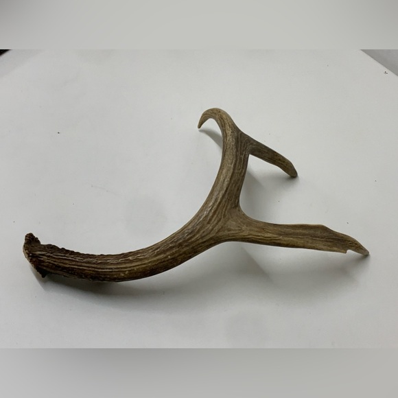 Vintage Upper Peninsula Michigan Deer Antler 12.1oz/344g - Picture 5 of 16